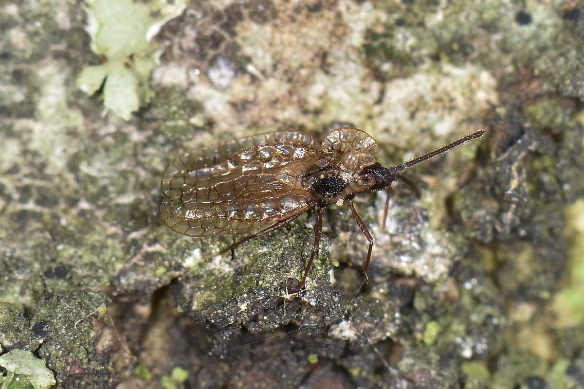 Tingidae: Derephysia foliacea del Piemonte